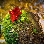 Herbst in der sächsischen Schweiz #8