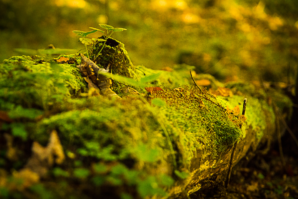 Herbst in der sächsischen Schweiz #9