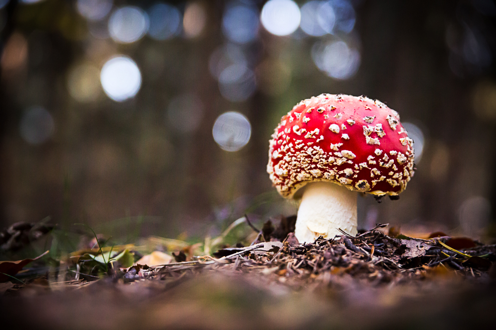 Herbst in der sächsischen Schweiz