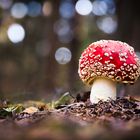 Herbst in der sächsischen Schweiz