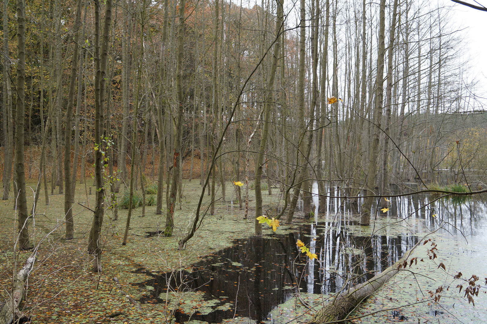 Herbst in der Schorfheide