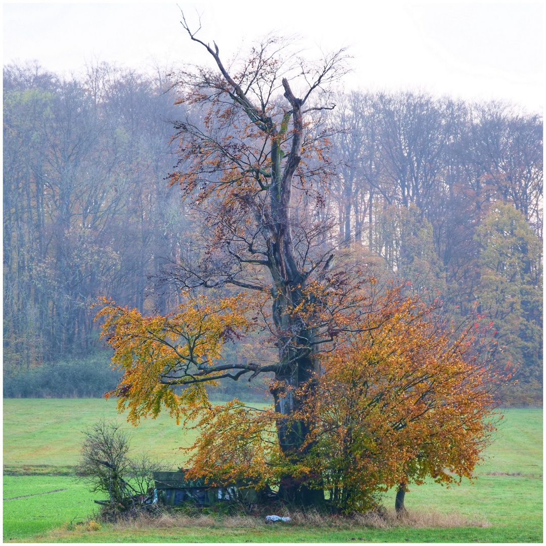 Herbst in der Schwalm