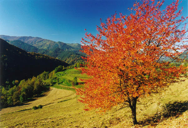 Herbst in der Serra de Puig Estrella