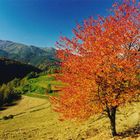 Herbst in der Serra de Puig Estrella