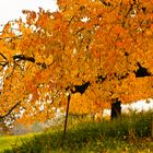 Herbst in der Sreuobstwiese