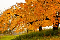 Herbst in der Sreuobstwiese