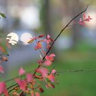 Herbst in der Stadt