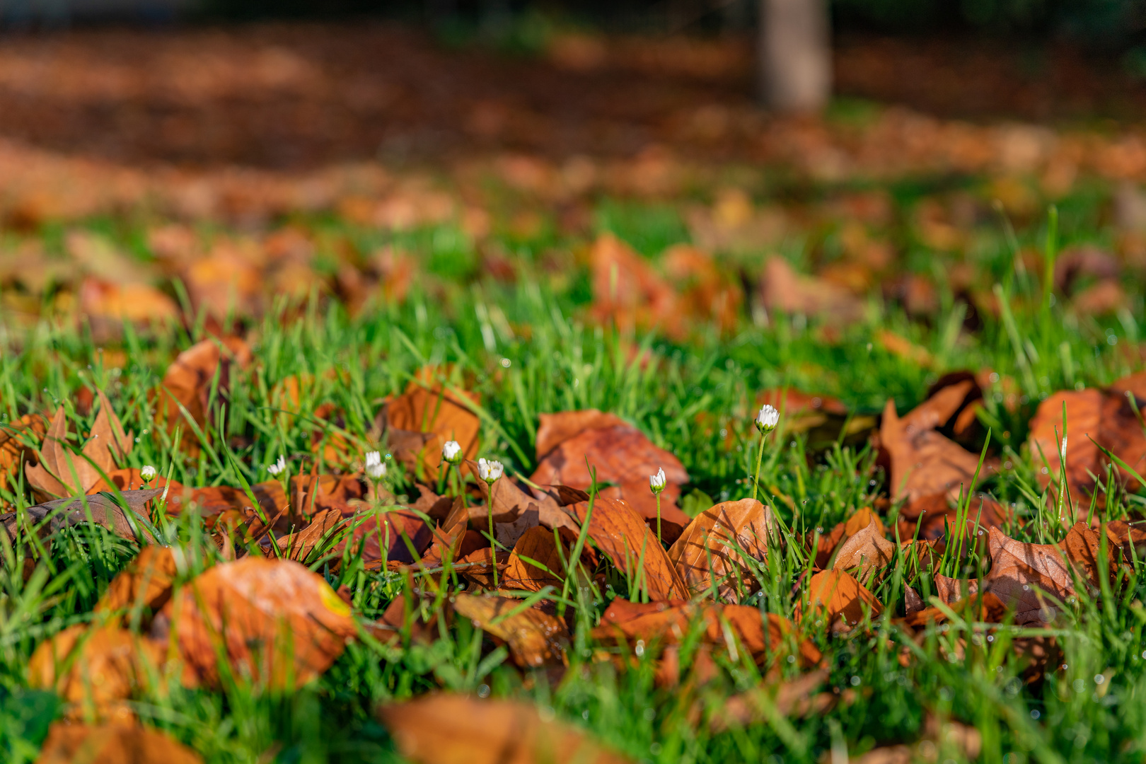 Herbst in der Stadt