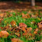 Herbst in der Stadt