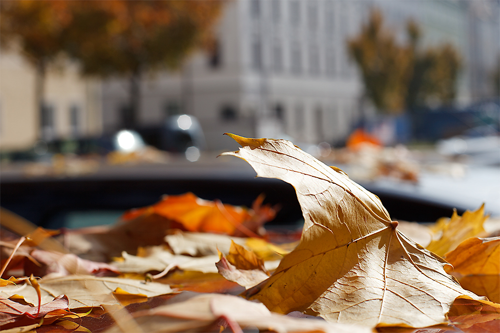 Herbst in der Stadt 7