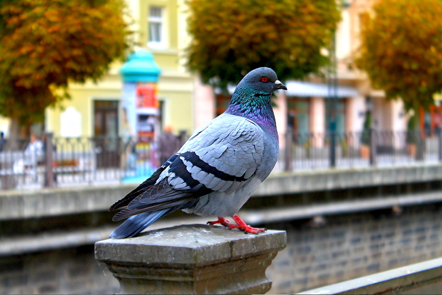 Herbst in der Stadt