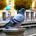 Herbst in der Stadt