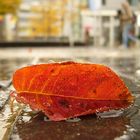 herbst in der stadt