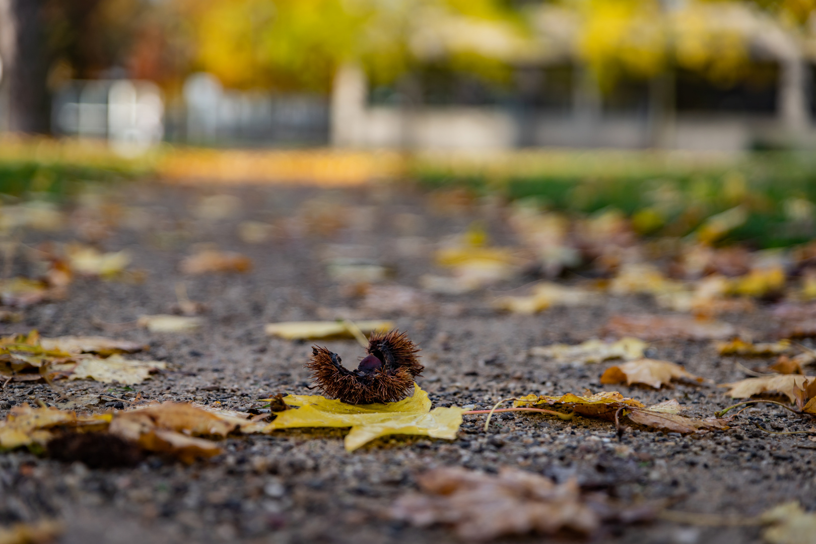 Herbst in der Stadt