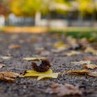 Herbst in der Stadt