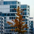 Herbst in der Stadt