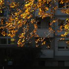 Herbst in der Stadt - Autumn in the city