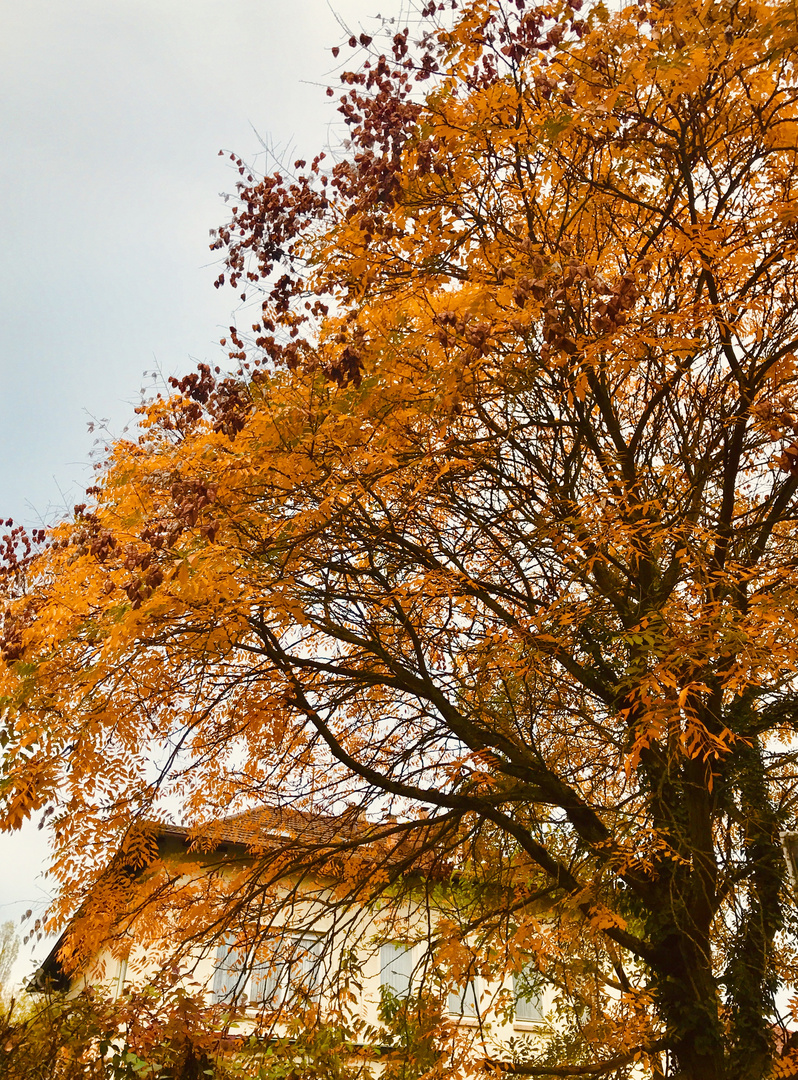 Herbst in der Stadt 