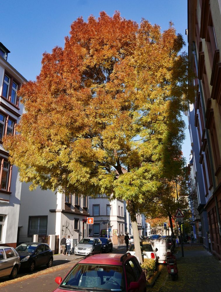 Herbst in der Stadt II