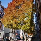 Herbst in der Stadt II