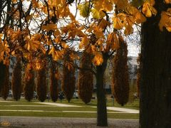 Herbst in der Stadt...2