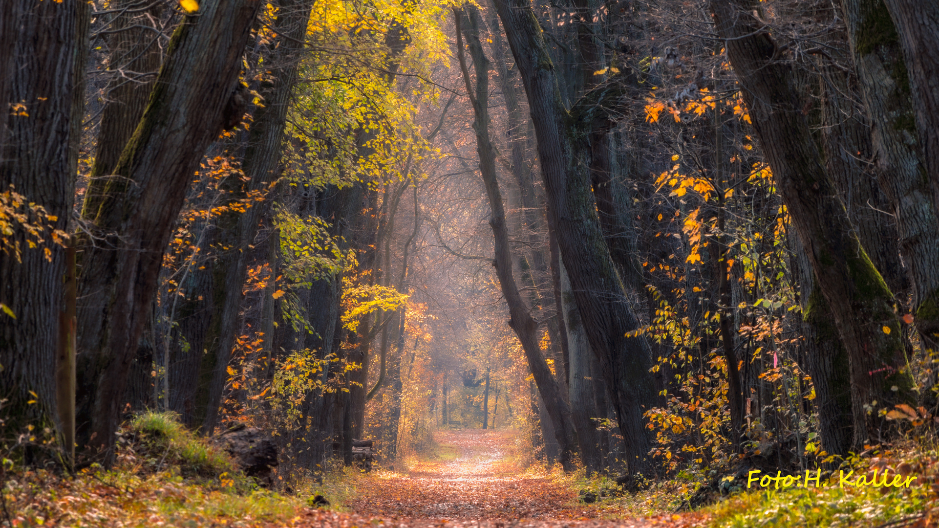 Herbst in der Stockerauer Au