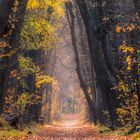 Herbst in der Stockerauer Au