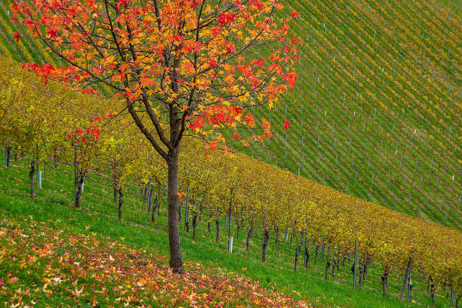 Herbst in der Süd-Steiermark