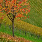 Herbst in der Süd-Steiermark