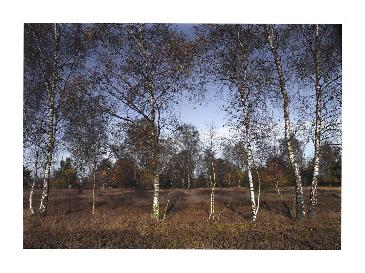 °Herbst in der Südheide°