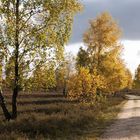 °Herbst in der Südheide°