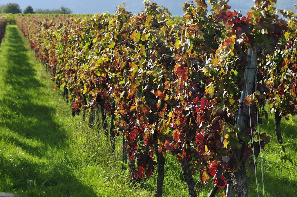 Herbst in der Südpfalz 2