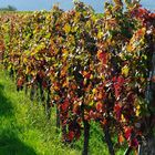 Herbst in der Südpfalz 2