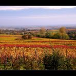 Herbst in der Südpfalz....