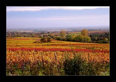 Herbst in der Südpfalz....