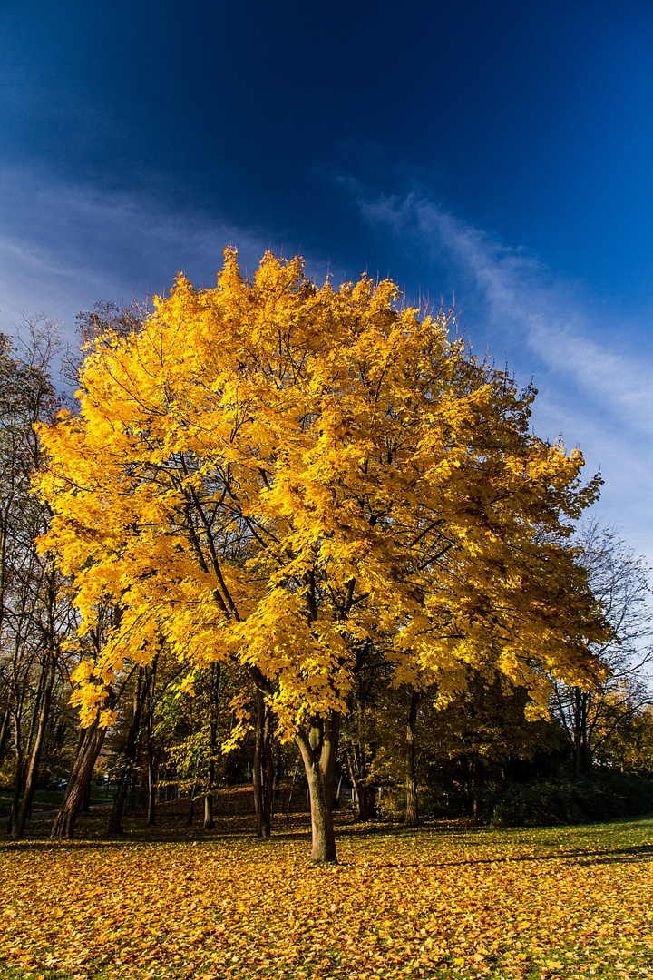 Herbst in der Südpfalz