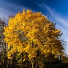 Herbst in der Südpfalz