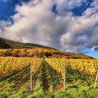 Herbst in der Südpfalz