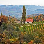 Herbst in der Südsteiermark