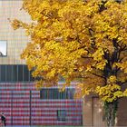 Herbst in der Türkenstraße