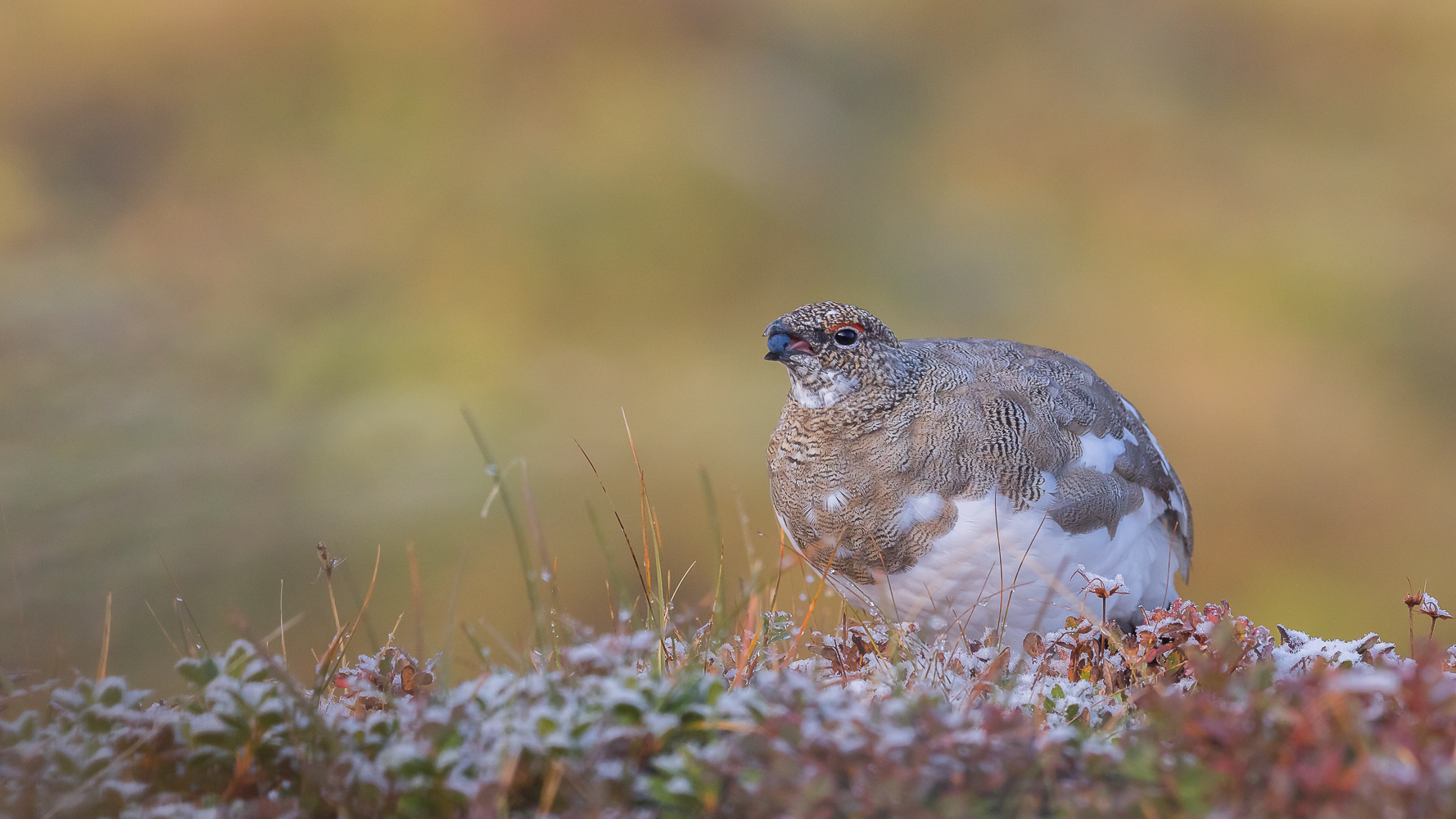 Herbst in der Tundra