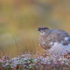 Herbst in der Tundra