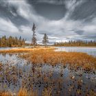 Herbst in der Tundra Lapplands ...