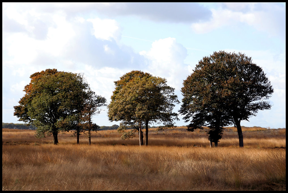 Herbst in der Veluwe