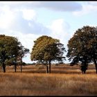 Herbst in der Veluwe