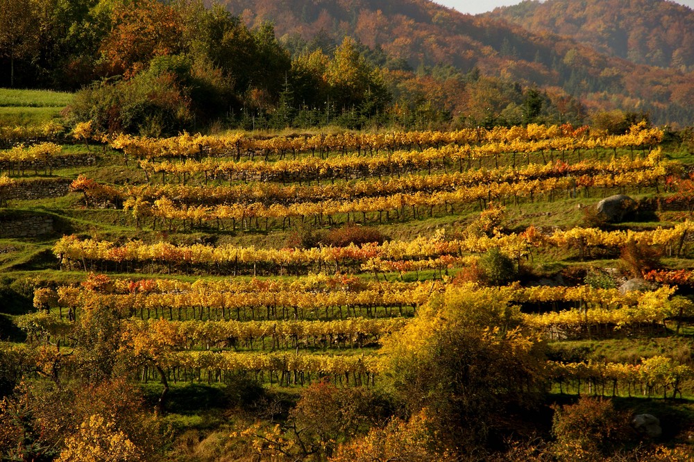 Herbst in der Wachau