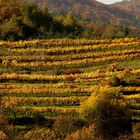 Herbst in der Wachau