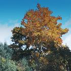 Herbst in der Wachau