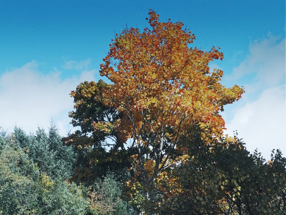 Herbst in der Wachau