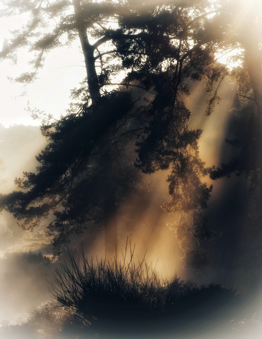 Herbst in der Wahner Heide